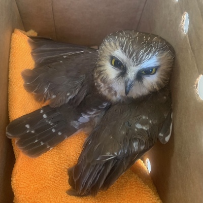 Saw-whet Owl