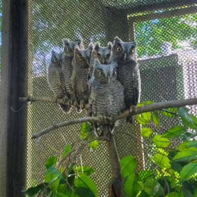 TWC admitted 26 Screech Owls this summer!