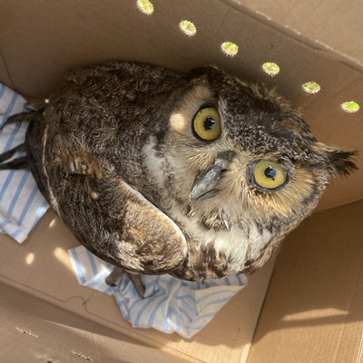 Great Horned Owl