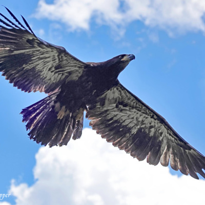 Bald Eagle returning home again.