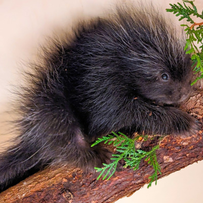 Orphaned porcupine in care.