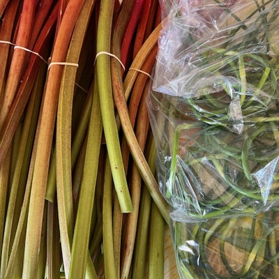 Local Rhubarb!