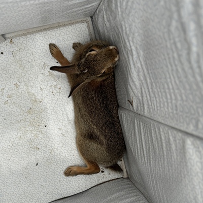 Eastern Cottontail Rabbit