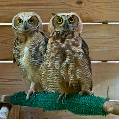 Two fledgling Great Horned Owls.