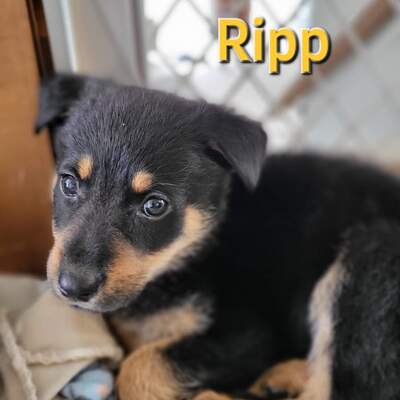 Litter of Rottweiler/Shepherd pups abandoned by owner.