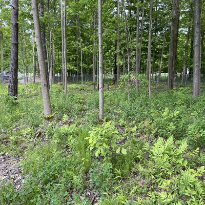 Outdoor wood area.