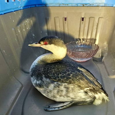 Horned Grebe