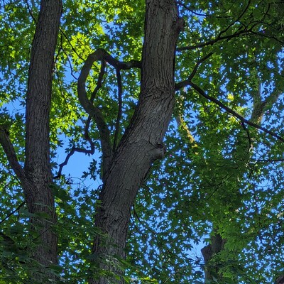 A maple tree with a heart on Mill Run!